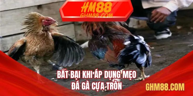 Bất bại khi áp dụng mẹo đá gà cựa tròn