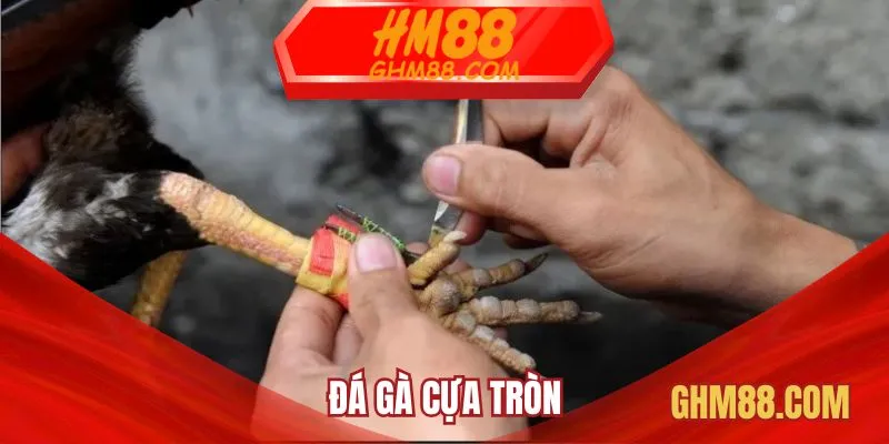 Đá gà cựa tròn